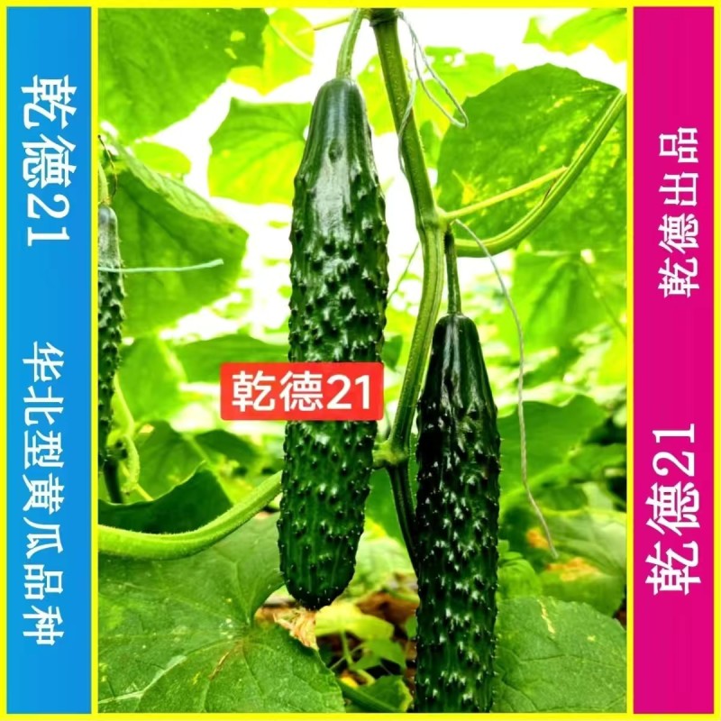 乾德21特色油亮短条黄瓜品种,绿瓤,口感好,长势强,热