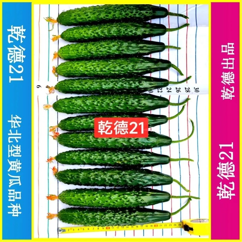 乾德21特色油亮短条黄瓜品种,绿瓤,口感好,长势强,热