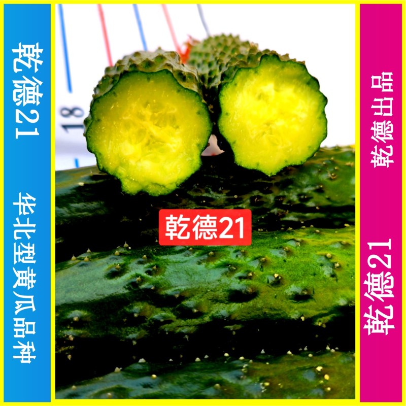 乾德21特色油亮短条黄瓜品种,绿瓤,口感好,长势强,热