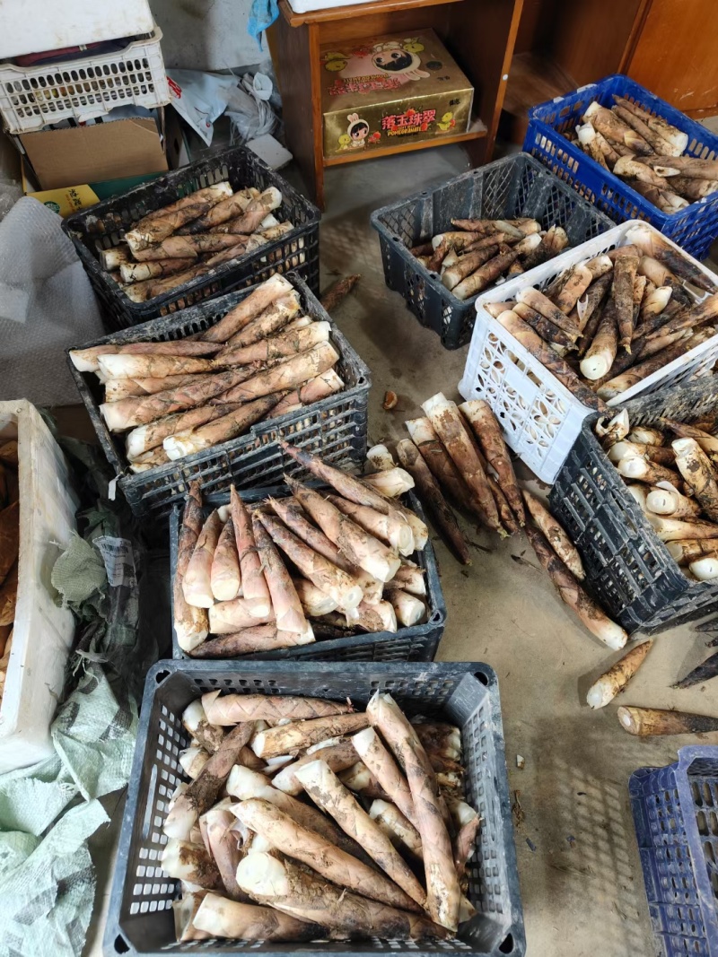浙江杭州临安天目山新鲜竹笋雷笋品质优脆嫩口感接团购
