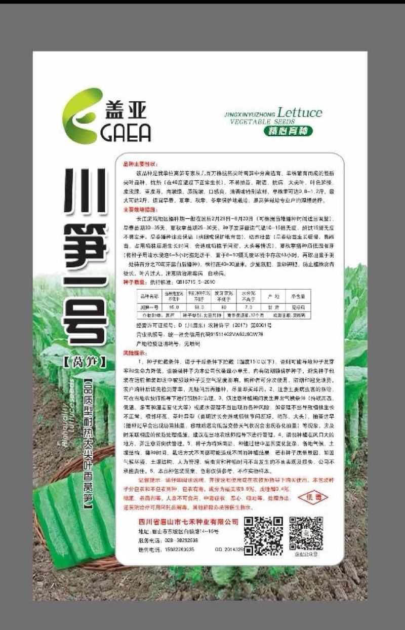莴笋种子川笋一号耐热品质型尖叶莴笋节稀叶绿生长快
