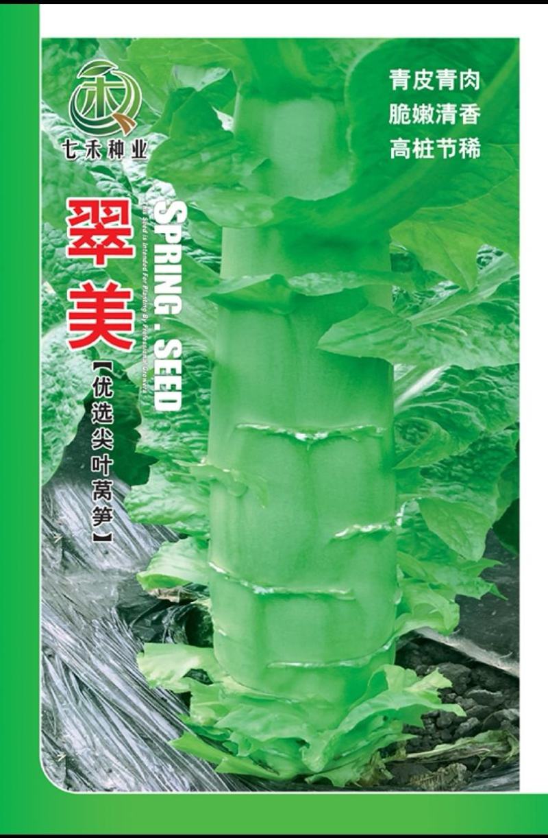 莴笋种子川笋一号耐热品质型尖叶莴笋节稀叶绿生长快