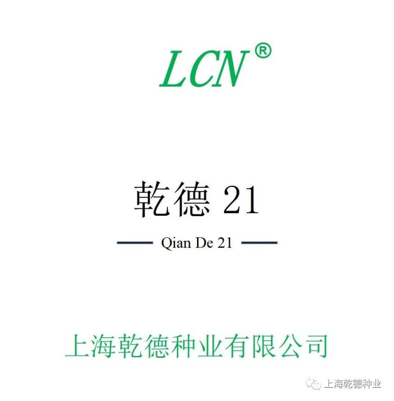 乾德21特色油亮短条黄瓜品种,绿瓤,口感好,长势强,热
