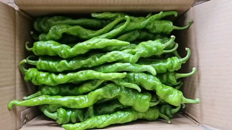 新苗螺丝椒薄皮一手货源代发全国各大市场电商餐饮