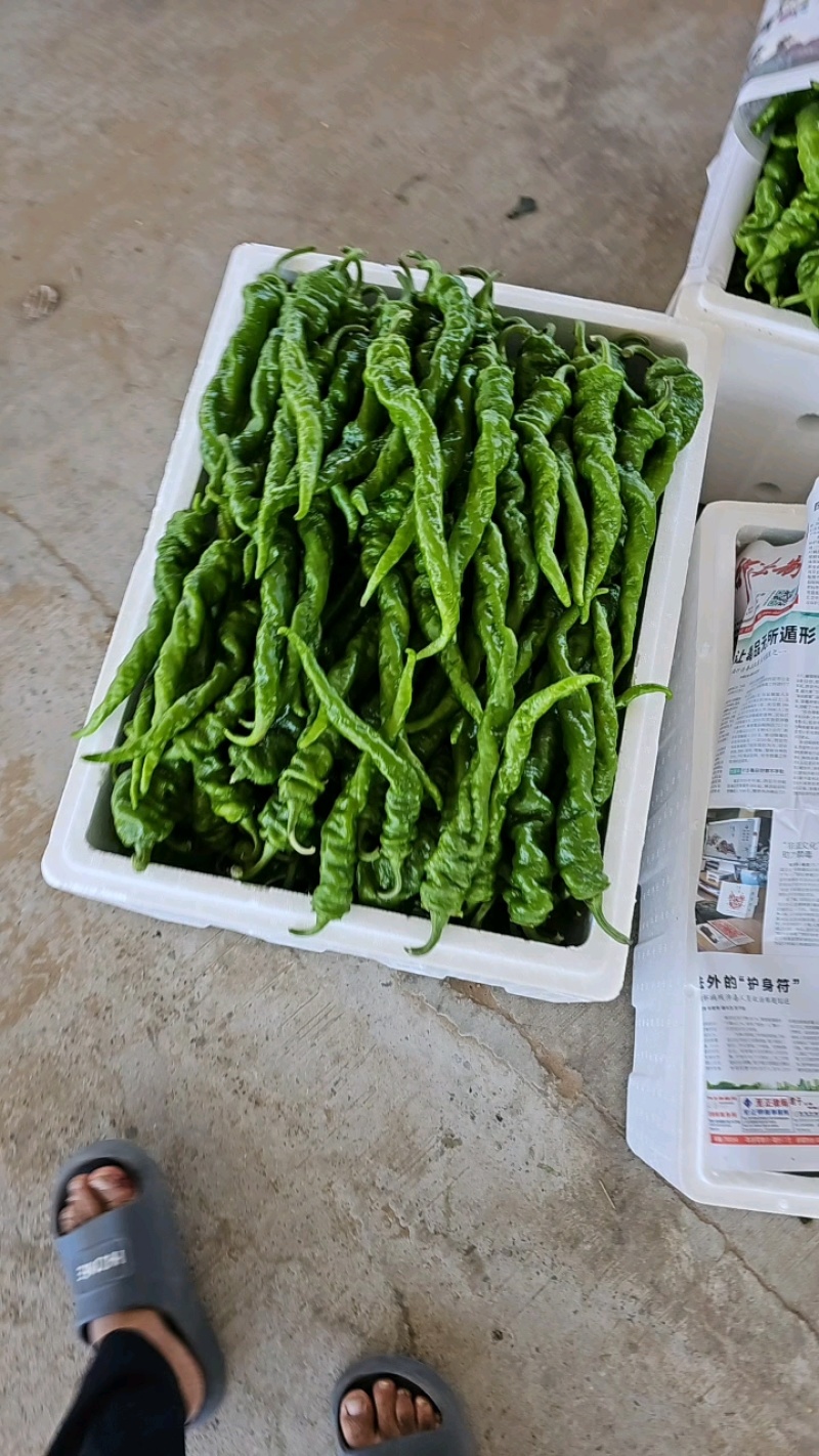 新苗螺丝椒薄皮一手货源代发全国各大市场电商餐饮
