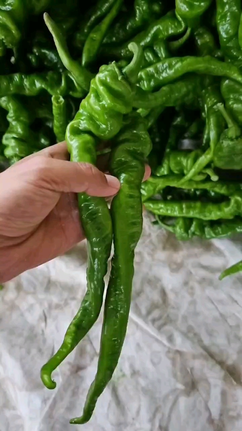新苗螺丝椒薄皮一手货源代发全国各大市场电商餐饮