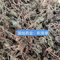 批发优质中药材积雪草