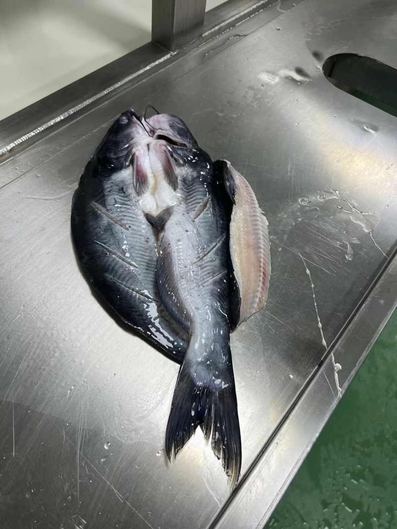 开背翻骨鮰鱼烤鱼店供应腌制翻骨去腥连锁烤鱼店同款