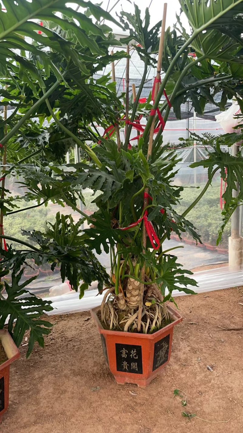 提根春雨蔓绿绒，欢迎老板到点选购春羽，雨裂喜林宇，