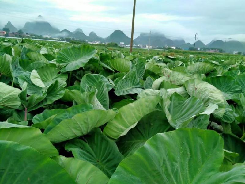 优质广西芋头大量上市，桂林恭产地直供，个头1-3斤。