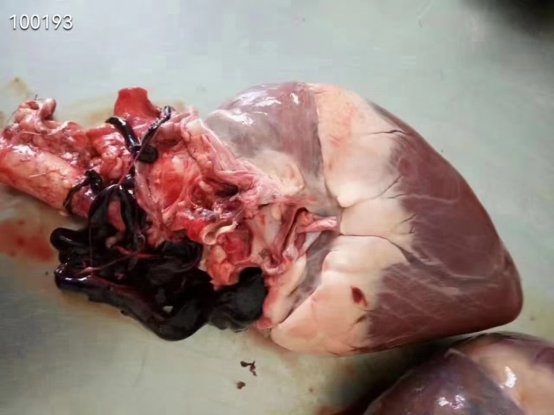 【鹿心粉】“包邮“新鲜鹿心烤干，质量保证，140克/瓶。