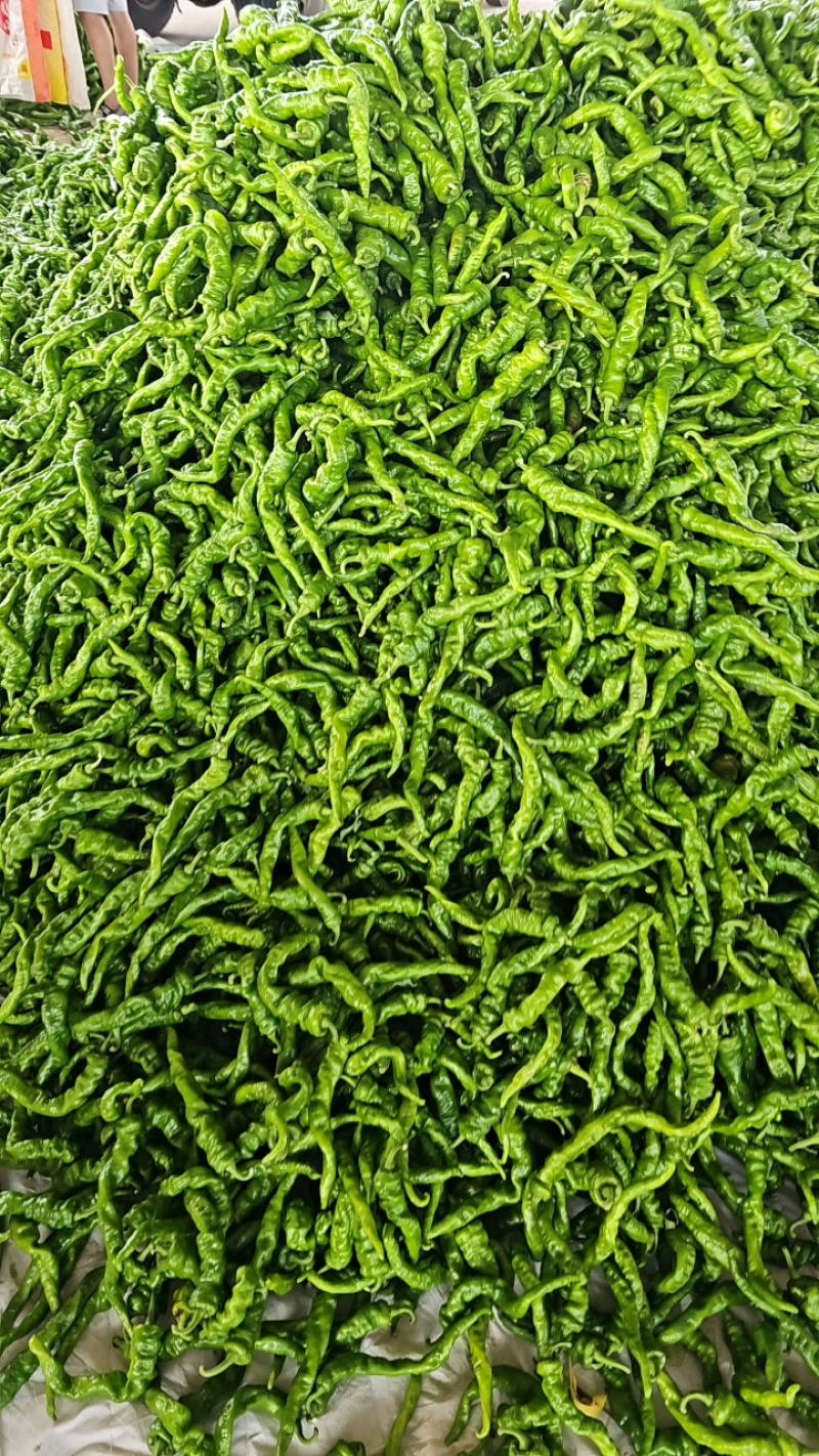 新苗螺丝椒薄皮一手货源代发全国各大市场电商餐饮