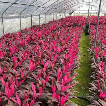 红叶朱蕉40厘米以上蕉，室内绿色植物，美化环境空气