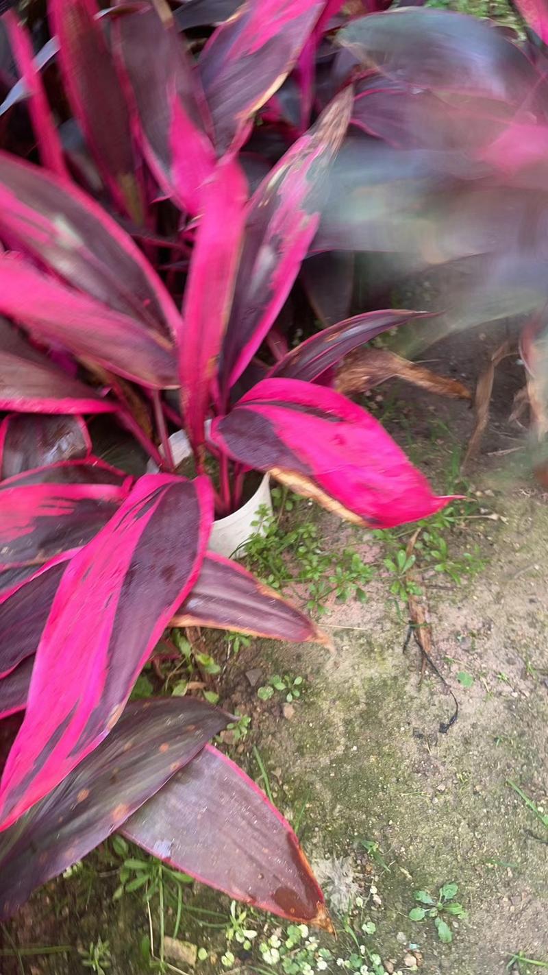 红叶朱蕉40厘米以上蕉，室内绿色植物，美化环境空气