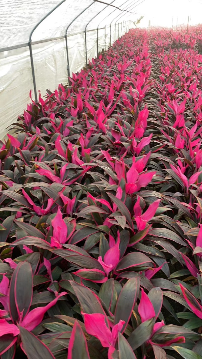 红叶朱蕉40厘米以上蕉，室内绿色植物，美化环境空气