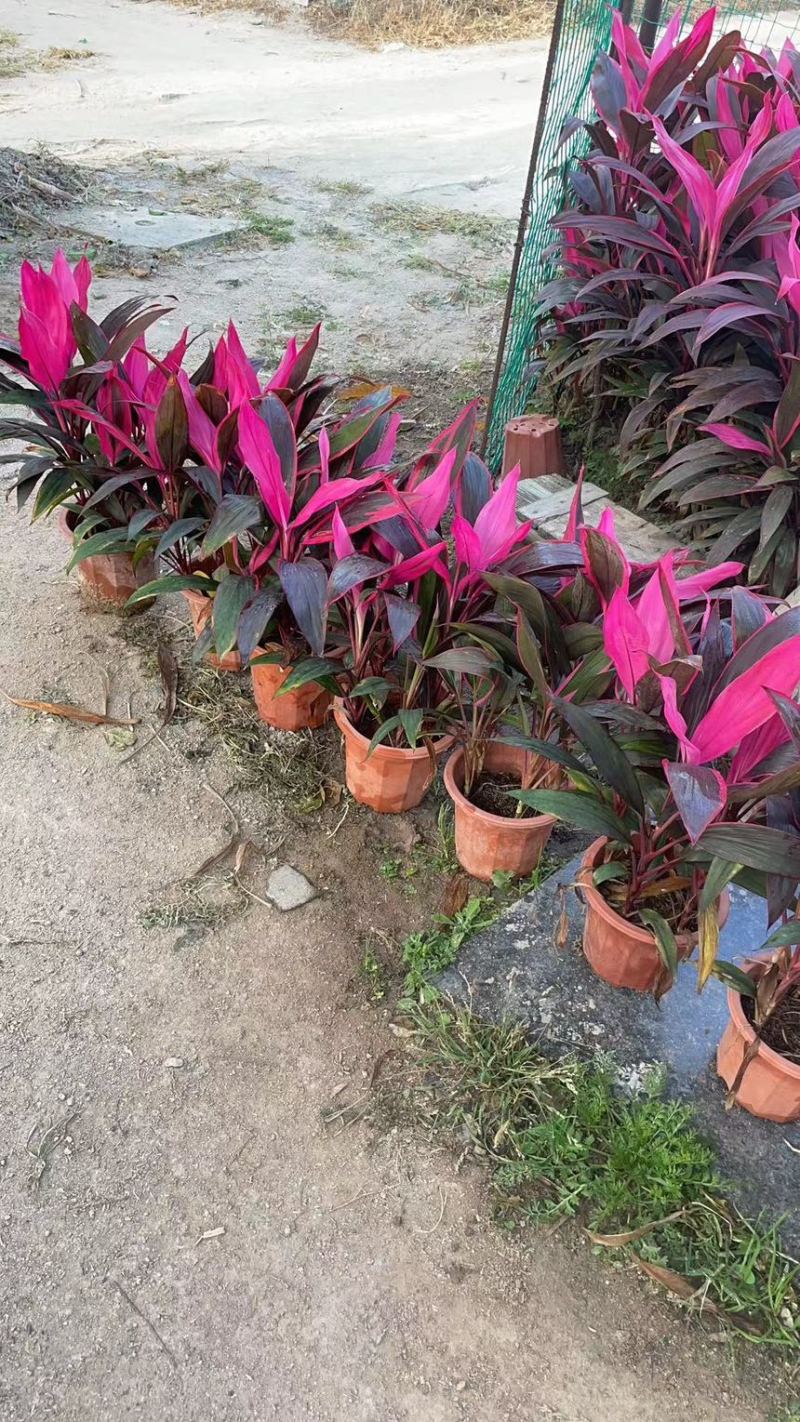 红叶朱蕉40厘米以上蕉，室内绿色植物，美化环境空气