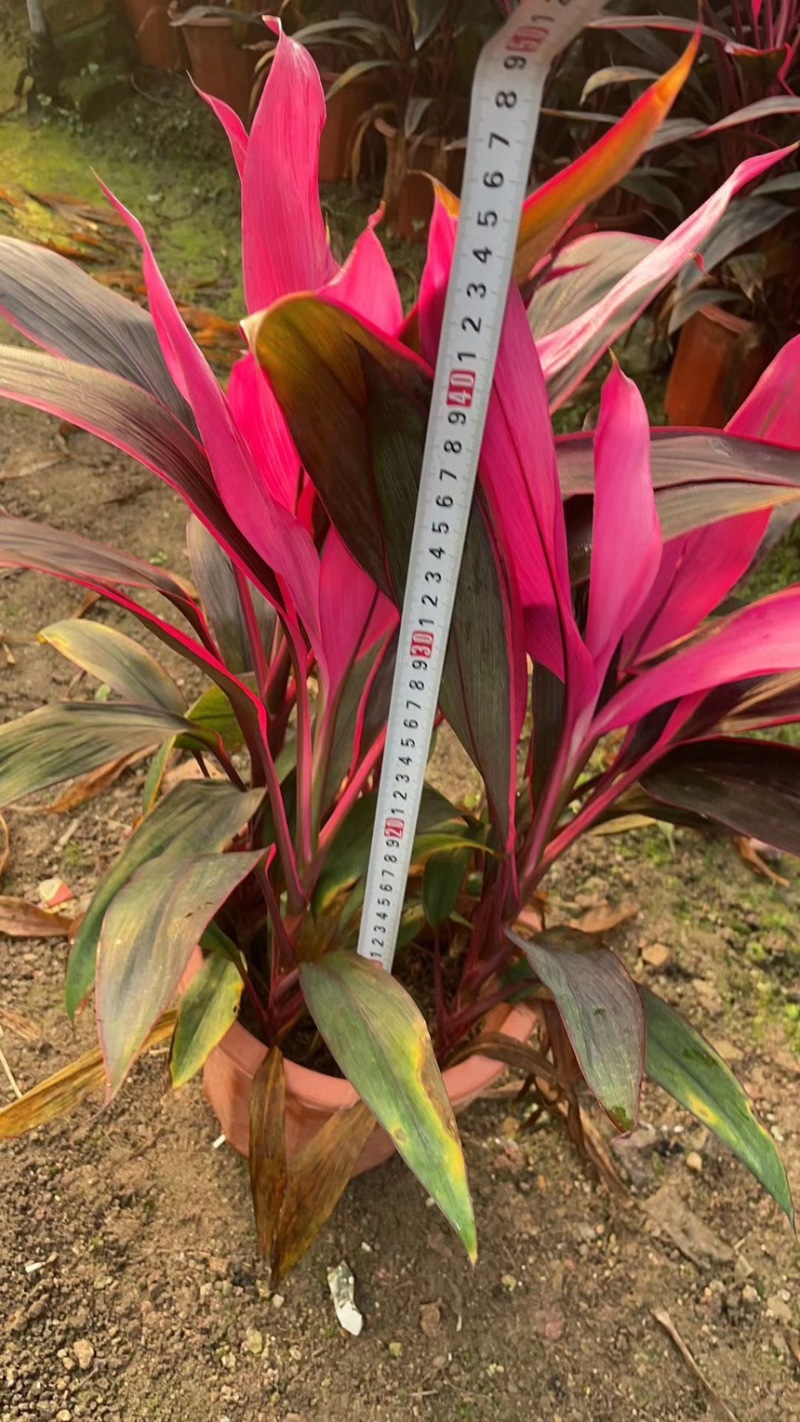 红叶朱蕉40厘米以上蕉，室内绿色植物，美化环境空气