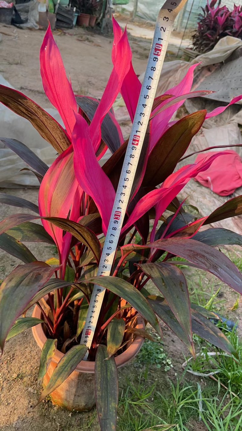 红叶朱蕉40厘米以上蕉，室内绿色植物，美化环境空气