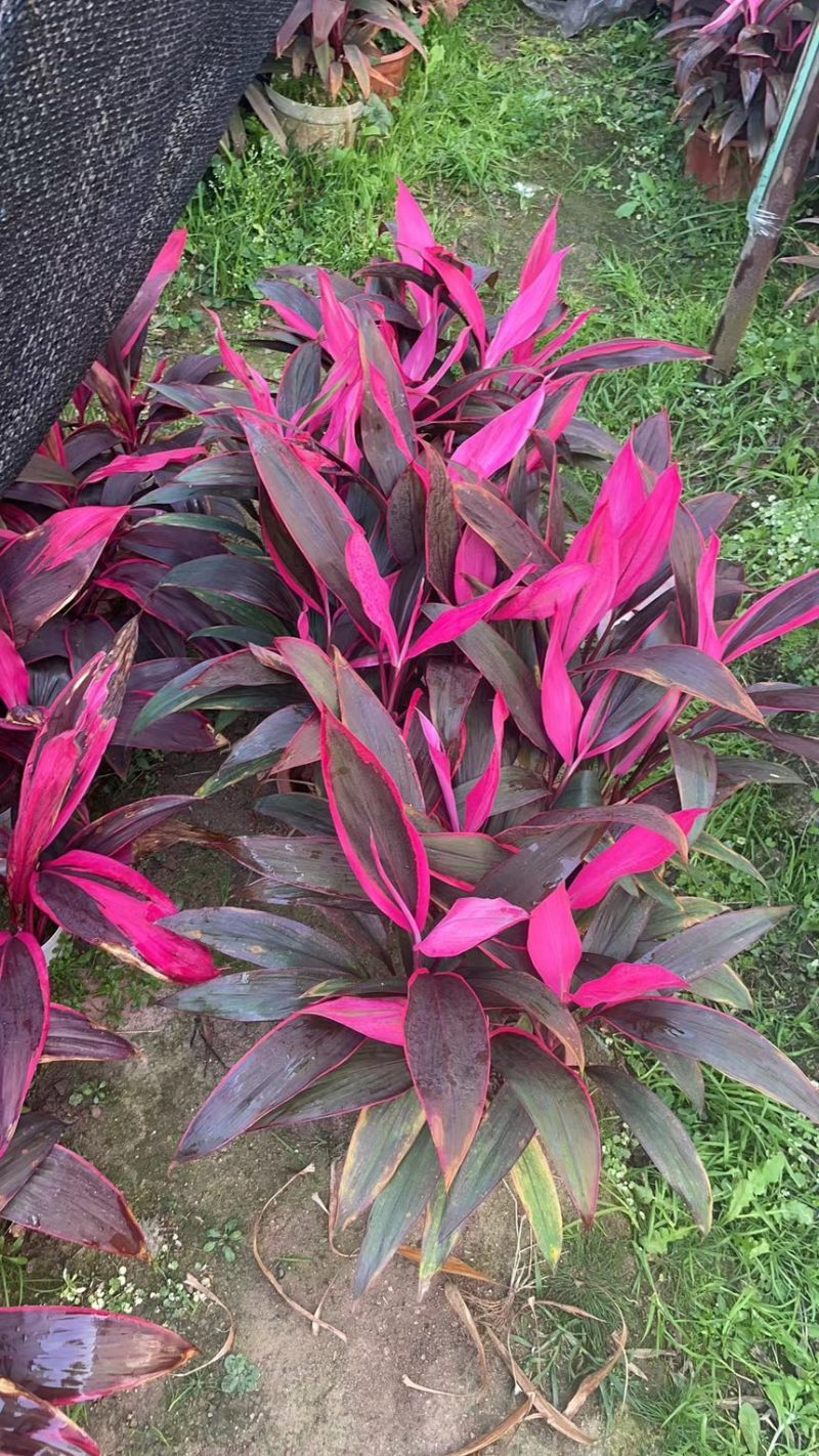 红叶朱蕉40厘米以上蕉，室内绿色植物，美化环境空气