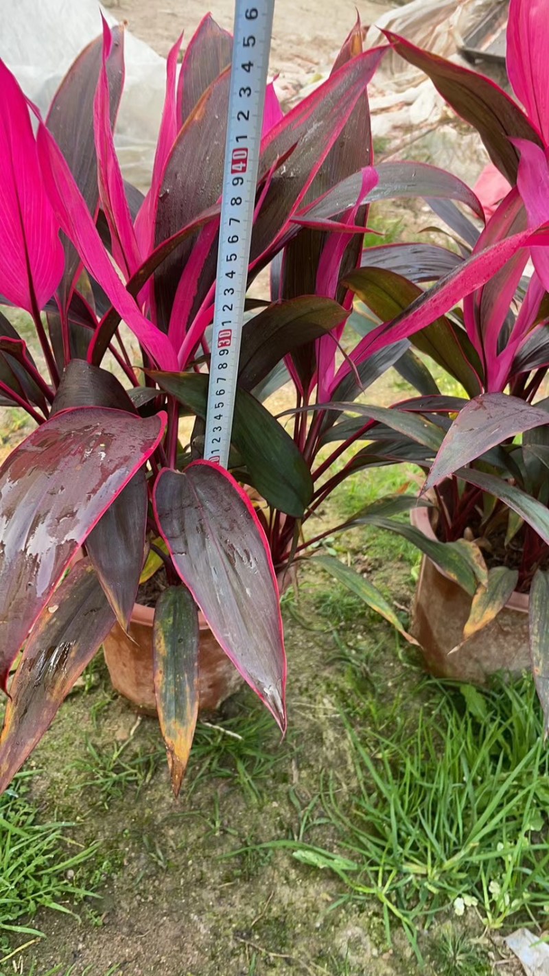 红叶朱蕉40厘米以上蕉，室内绿色植物，美化环境空气