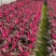 红叶朱蕉40厘米以上蕉，室内绿色植物，美化环境空气