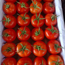 西红柿大量上市，品质保证，价格实惠，产地货源，欢迎来电