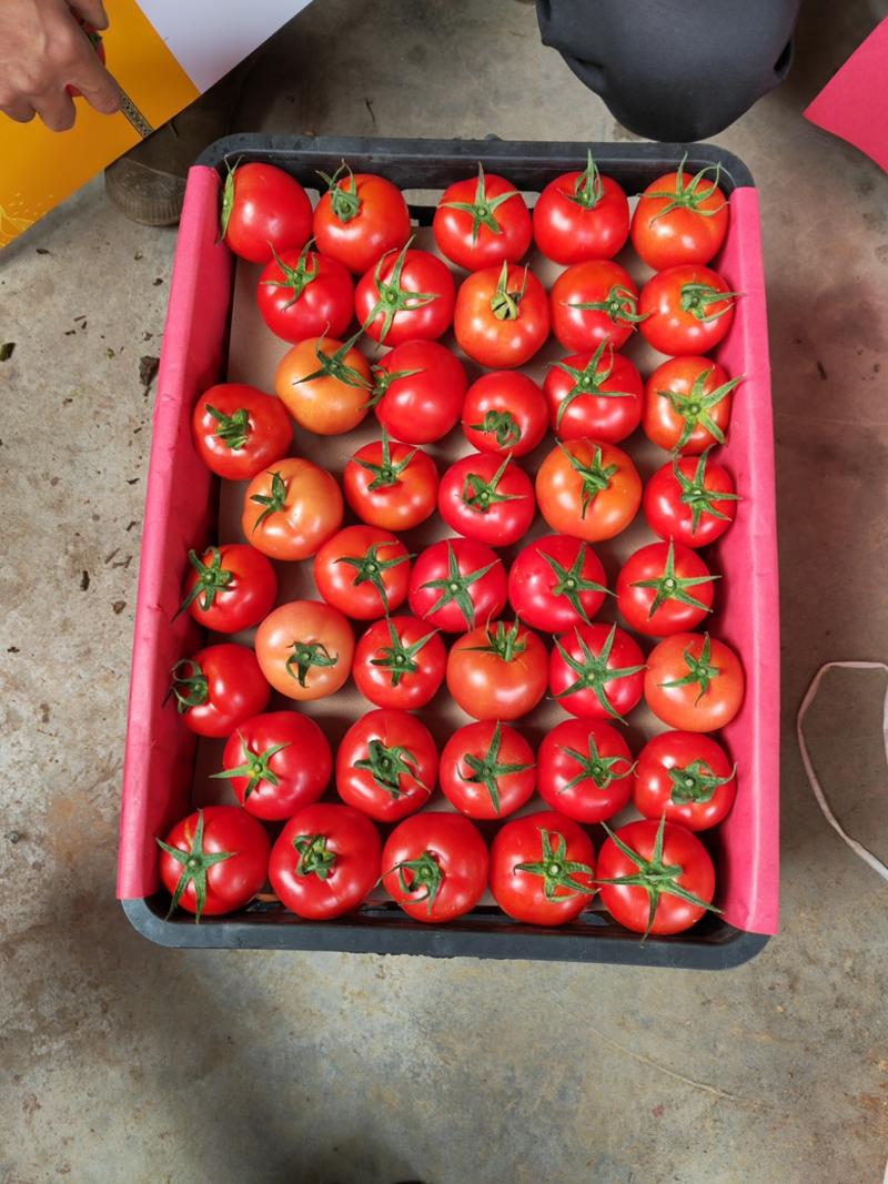 西红柿大量上市，品质保证，价格实惠，产地货源，欢迎来电