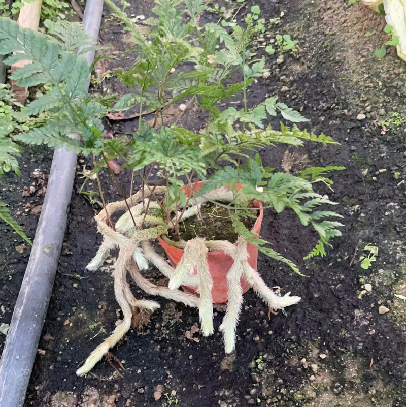 狼尾厥，厥类植物又称龙爪厥，兔脚厥，清新空气