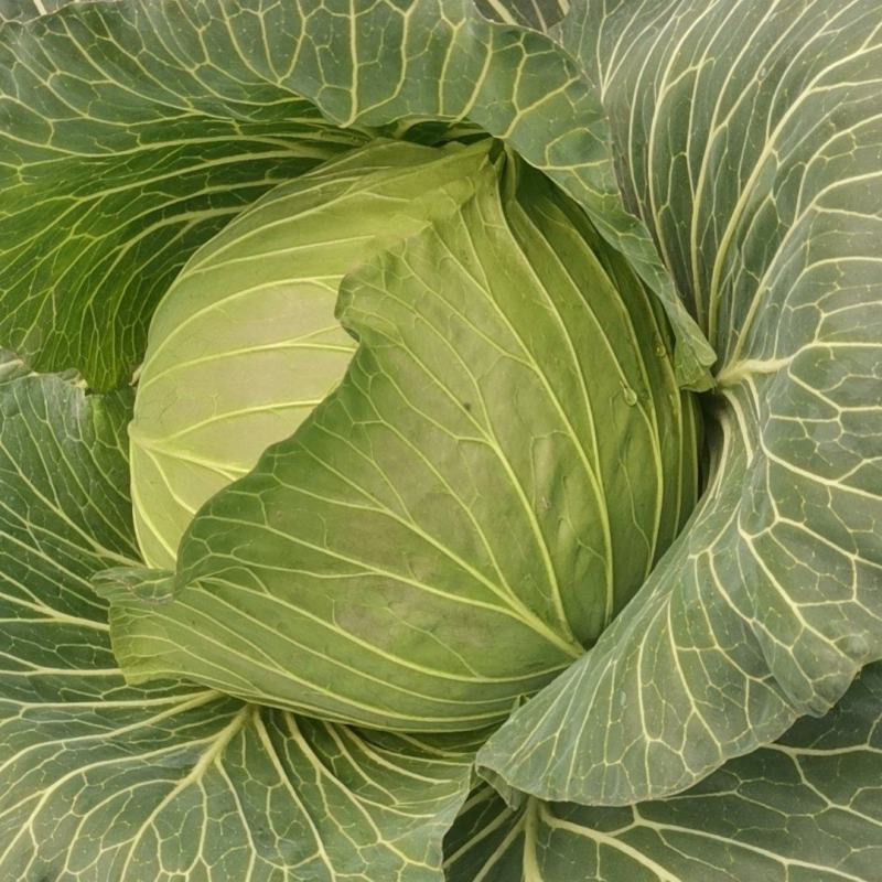 平包甘蓝