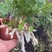 狼尾厥，厥类植物又称龙爪厥，兔脚厥，清新空气