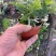 狼尾厥，厥类植物又称龙爪厥，兔脚厥，清新空气