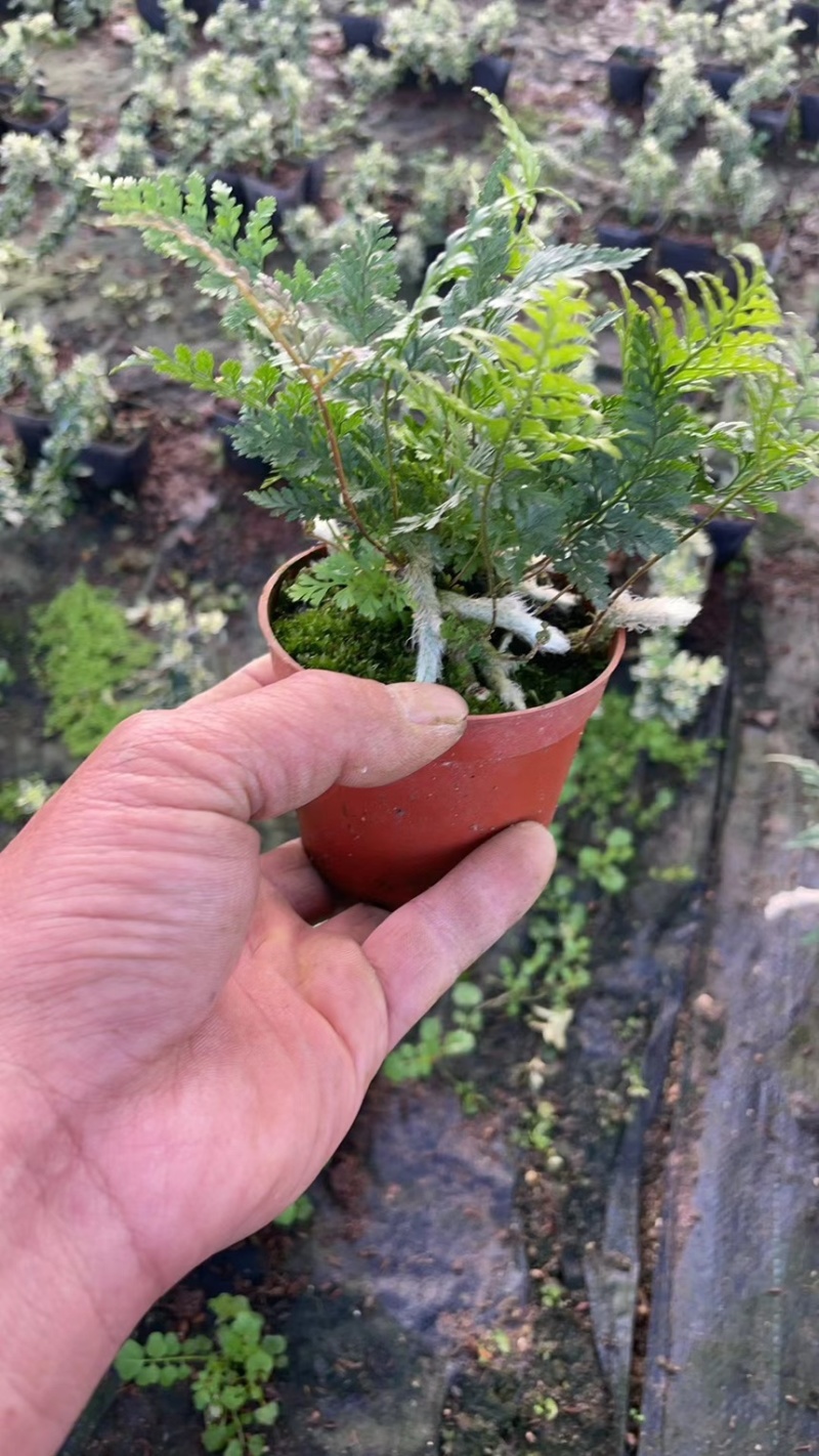 狼尾厥，厥类植物又称龙爪厥，兔脚厥，清新空气