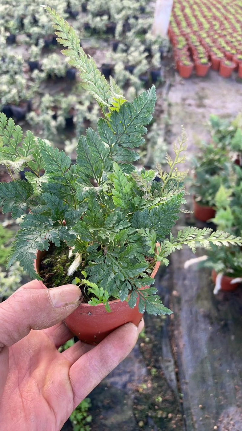 狼尾厥，厥类植物又称龙爪厥，兔脚厥，清新空气