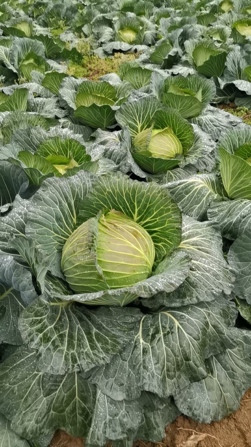 平包甘蓝