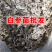 白参菌小片