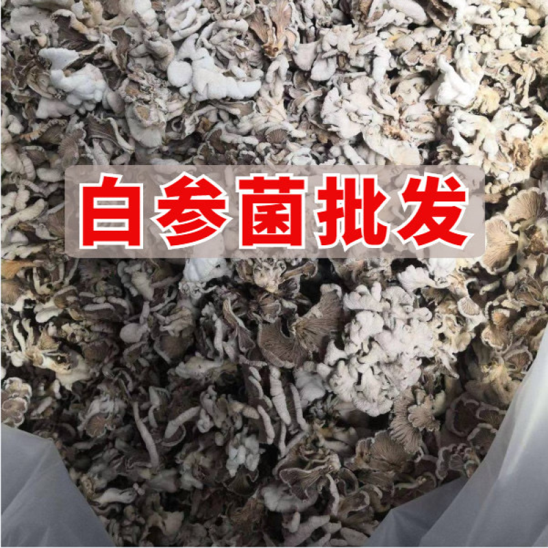 白参菌小片