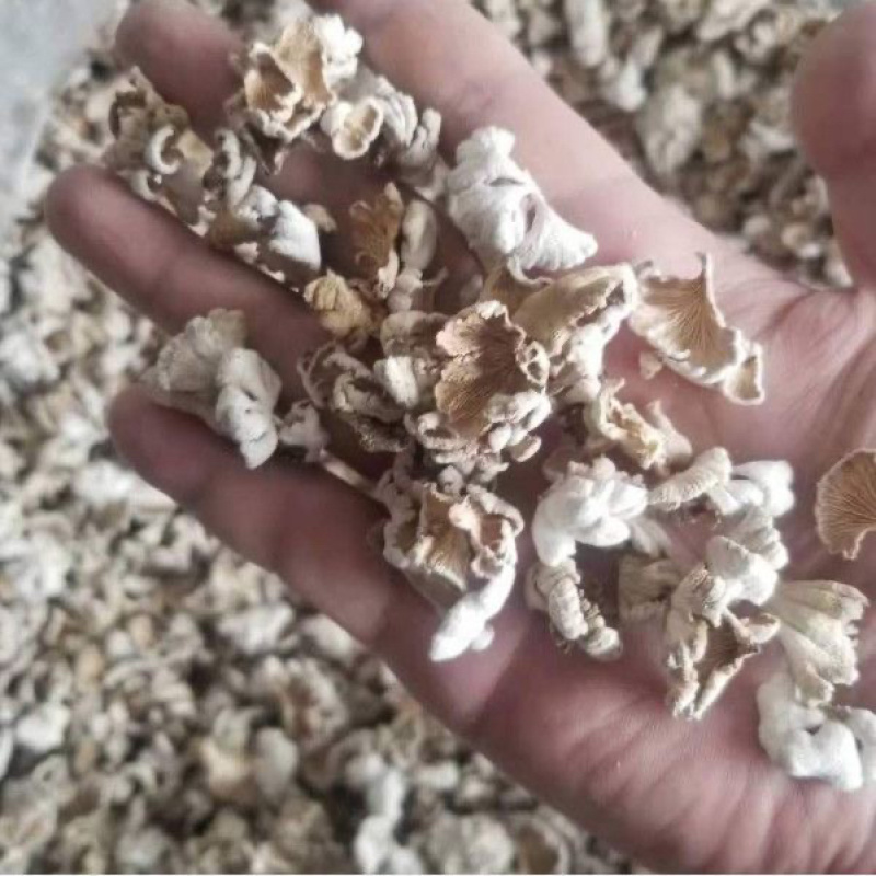 白参菌小片