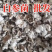 白参菌小片