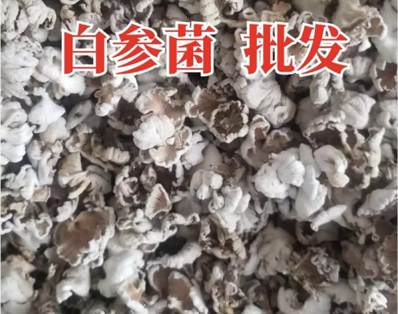 白参菌小片