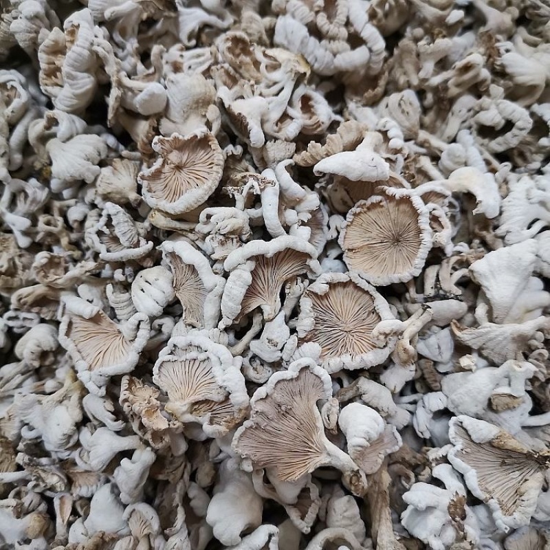 白参菌小片