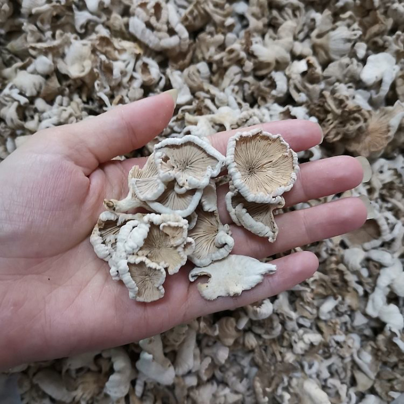 白参菌小片