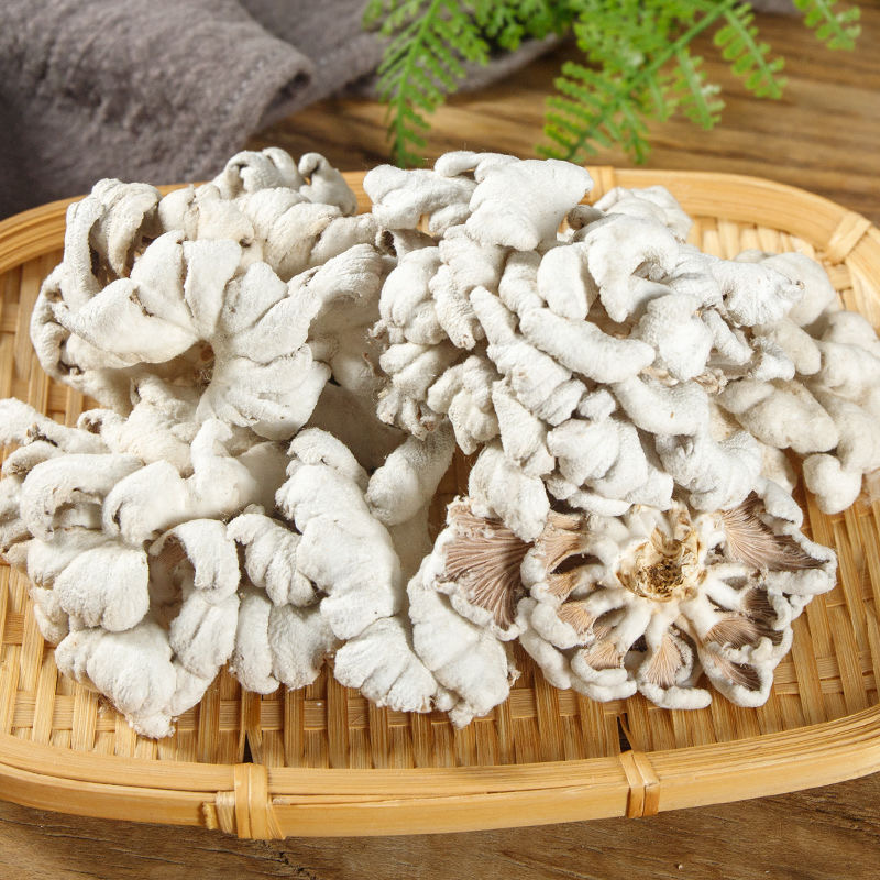 白参菌大片