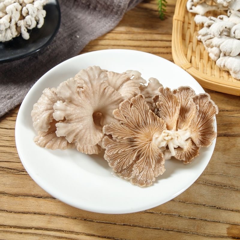 白参菌大片