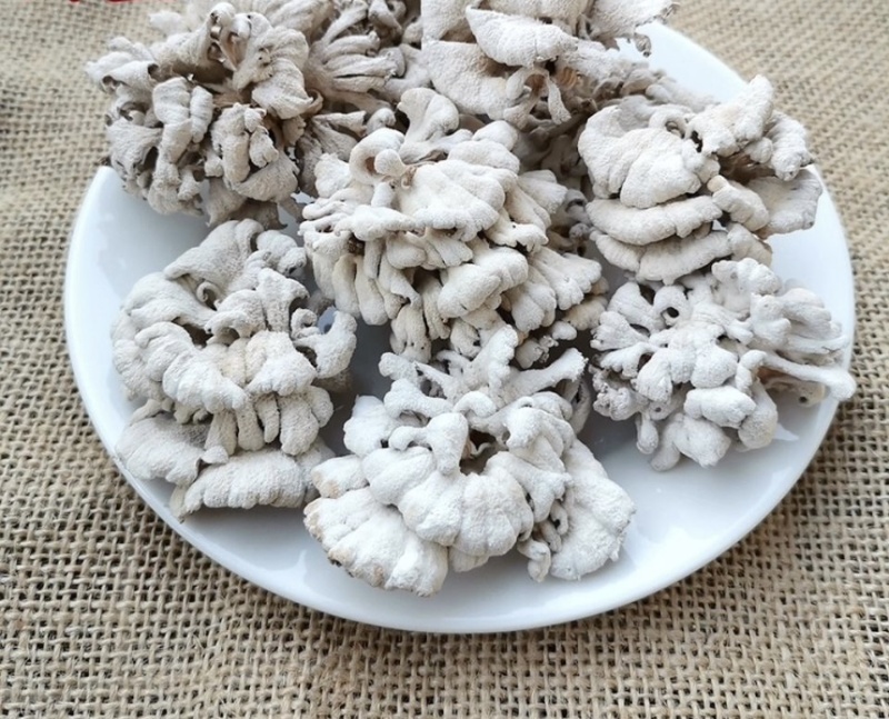 白参菌大片