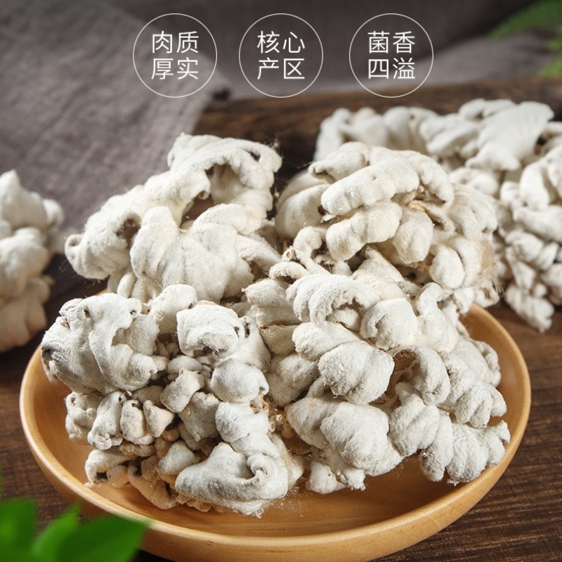 白参菌大片