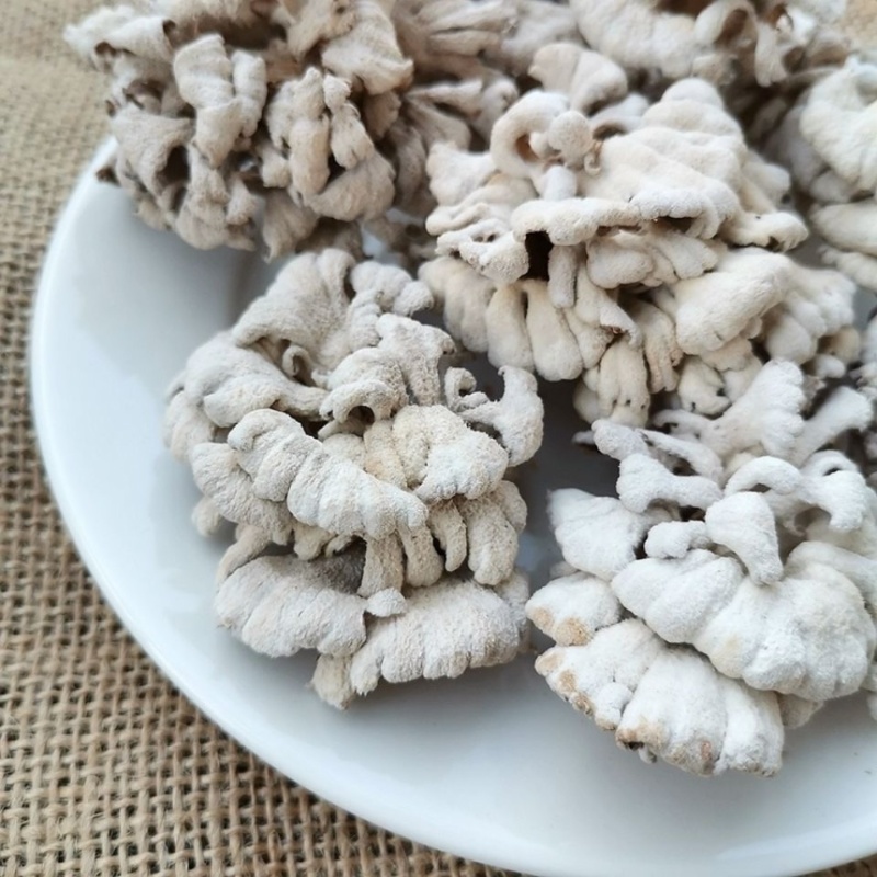 白参菌大片