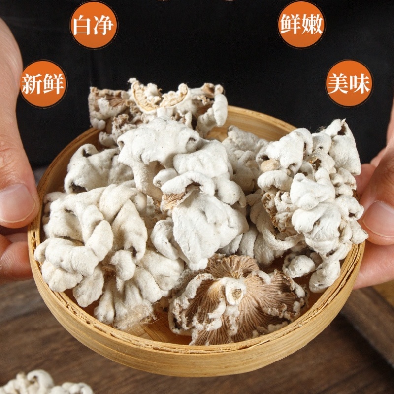 白参菌大片