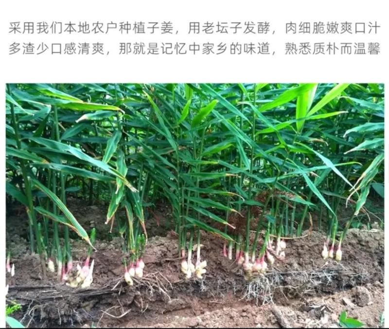 万绿宝子姜片泡菜嫩仔姜泡姜嫩坛泡900g瓶装河源泡姜嫩姜