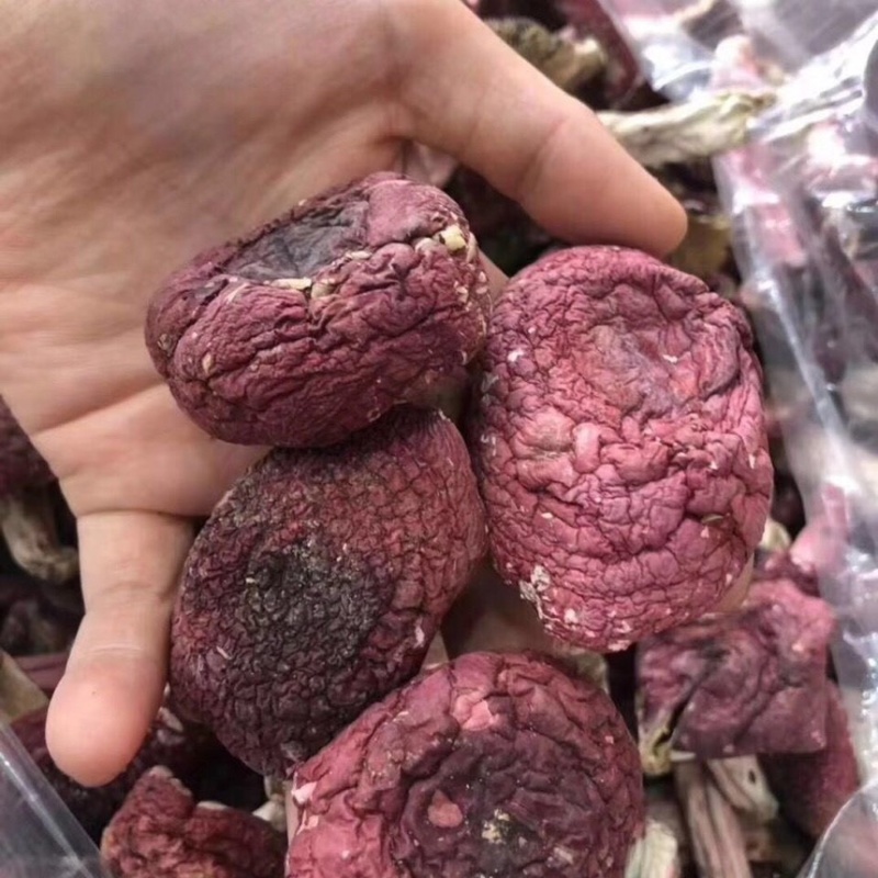 红菇