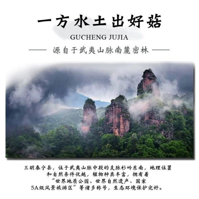 红菇